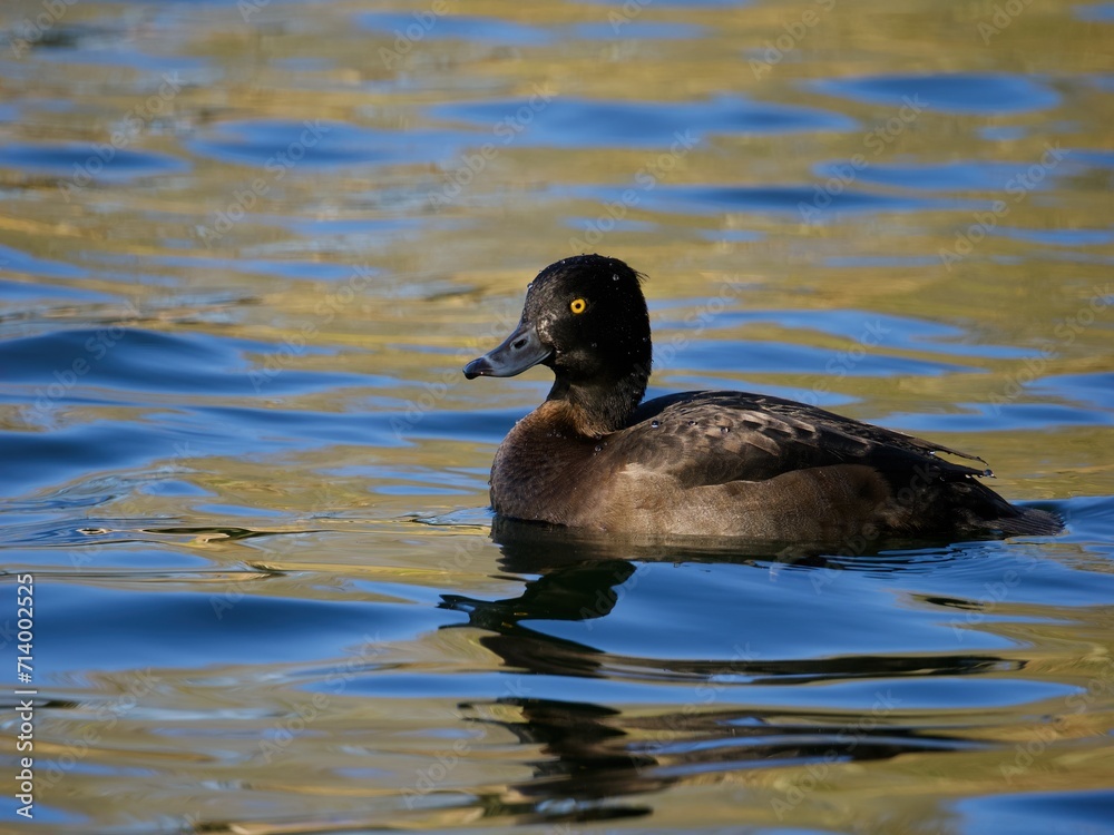 Obraz premium duck on the water