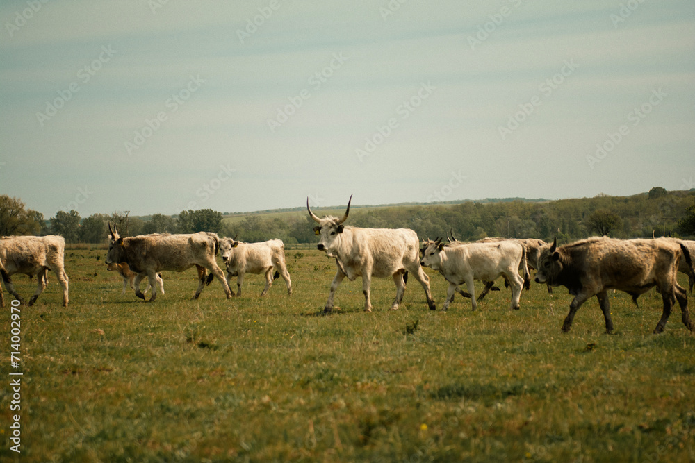 Cattles in an agricultural scenery with blue sky setted between hills. Cattles in an agricultural scenery with blue sky setted between hills.