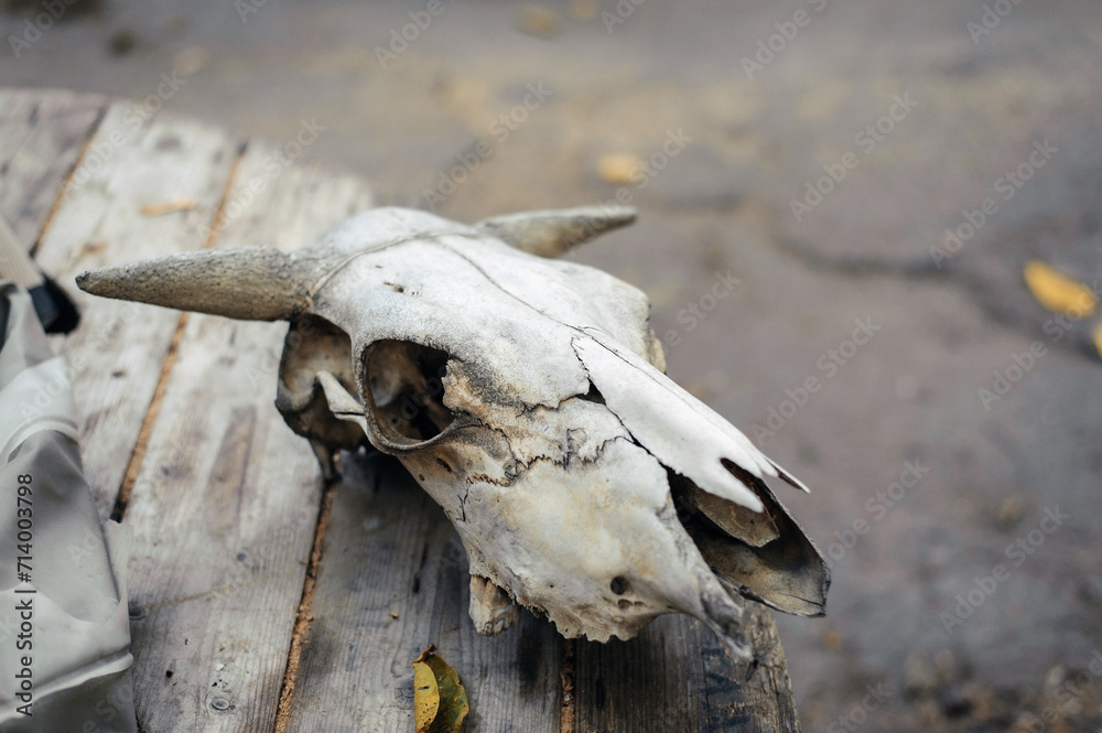 Obraz premium skull on the ground