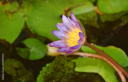 purple lotus water lily flower  blooming in water