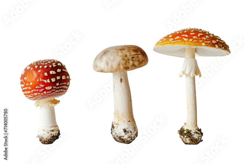 mushroom fungi together in a row, on transparent background