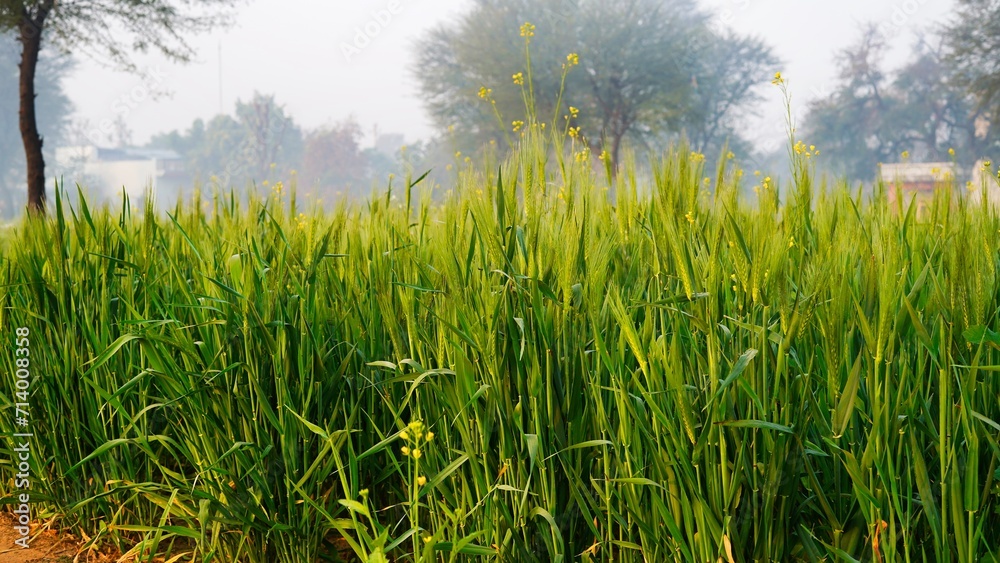 Obraz premium Panoramic field of wheat at early morning, Green wheat field close up. Spring countryside scenery. Beautiful nature landscape. Agriculture scene. Abstract blurred background