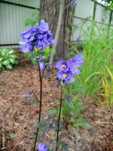 a summer garden with purple blooming Polemonium caeruleum  with numerous blue bell-shaped flowers and bright yellow stamens . first spring blooming flowers.Floral background.