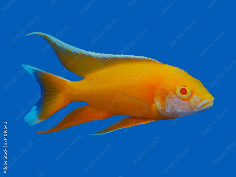 Fototapeta premium a yellow malawi chchlid (Yellow Regal, Nkhomo-Bena Peacock) diving in glass fish tank isolated on blue background.
