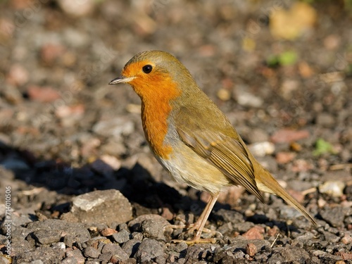robin on the beach