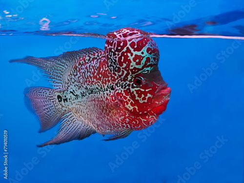 side view of a Flower horn cichlid diving in fresh water fish tank on blue background. photo