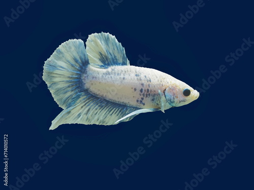 view of a white siamese fighting fish or betta splendens half-moon tail (HM) diving in fish tank isolated on blue background. photo