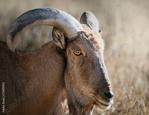 Portrait animalier de Mouflon à manchettes  photo