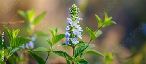 The Veronica persica is a small Persian flower.