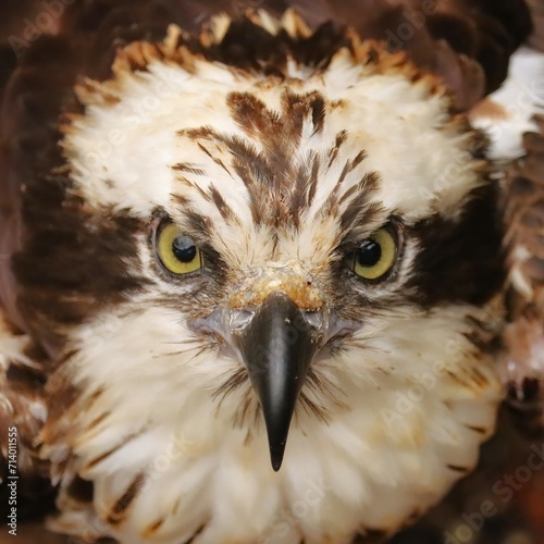 Osprey Homosassa Springs State Park  photo