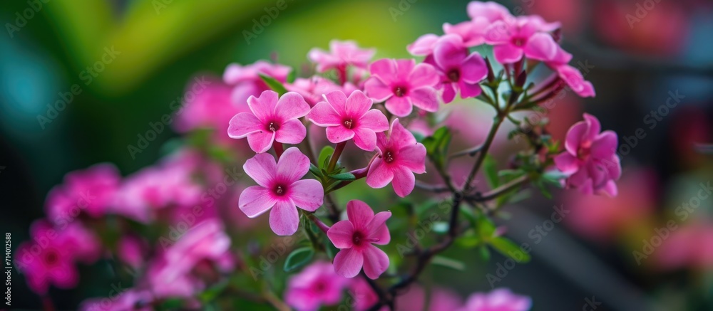 Tiny pink flowers in a Goan beach resort, used as natural decor, shown up close. Tiny pink flowers in a Goan beach resort, used as natural decor, shown up close.