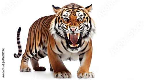 angry tiger showing its fangs on a white background