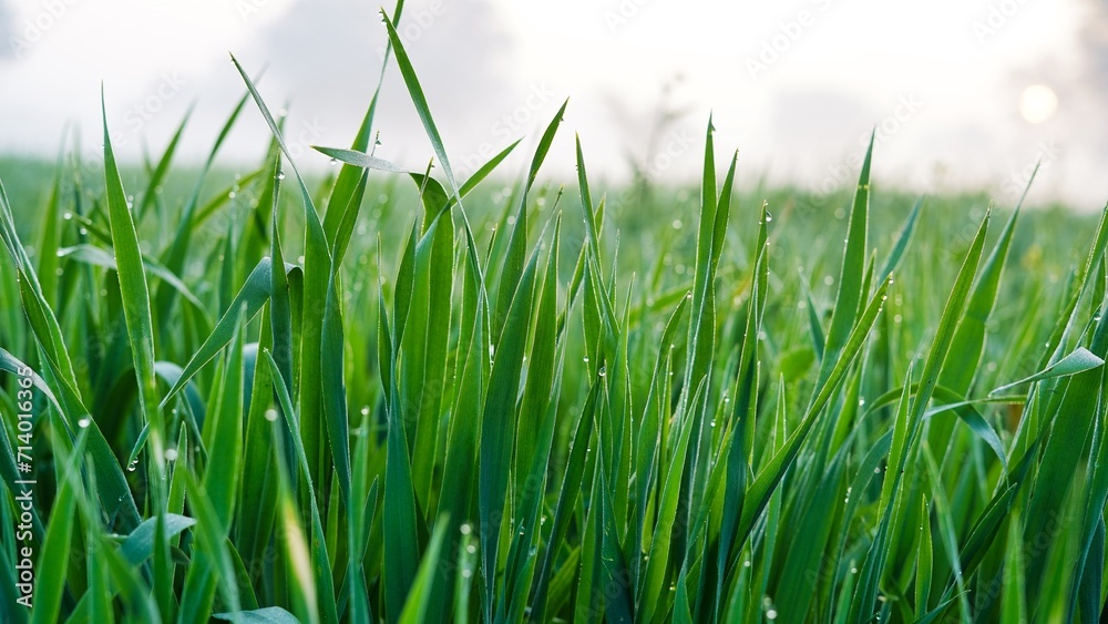 Obraz premium Drops of dew on a young wheat leaves close up macro in sunlight . Wheat plants in droplets of dew in nature on a foggy background