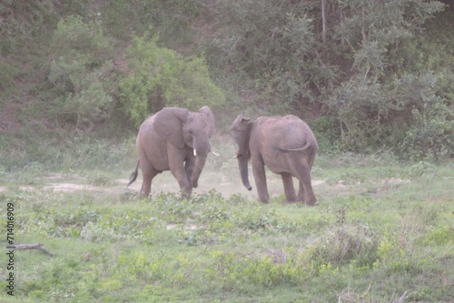 Photography elephants in the wild