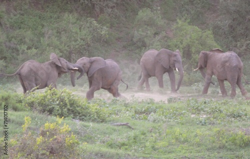 Photography elephants in the savannah