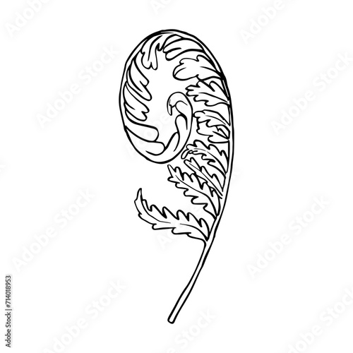 Hand drawn fern vector illustration. Outline sketch leaves of ferns. Black silhouette isolated prints of leaves on the white background