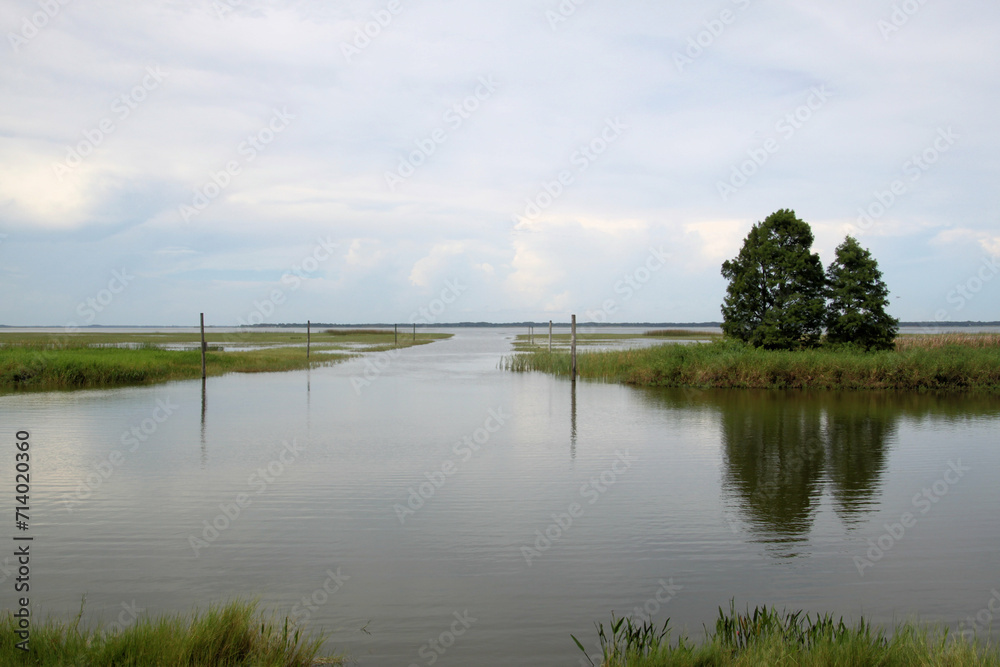 Obraz premium A view of the Florida Everglades