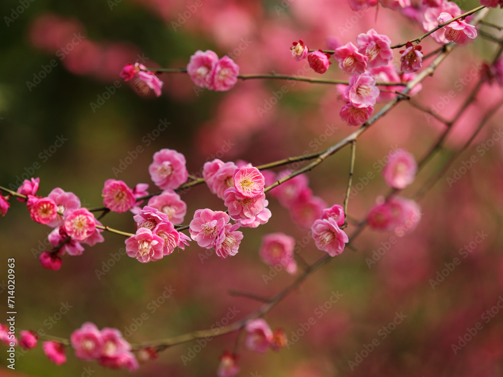 Flowers in spring series: red plum blossoming in early spring, it is the only remaining last winter flower, is the earliest blooming flower in spring. It shows struggle and pride. Flowers in spring series: red plum blossoming in early spring, it is the only remaining last winter flower, is the earliest blooming flower in spring. It shows struggle and pride.