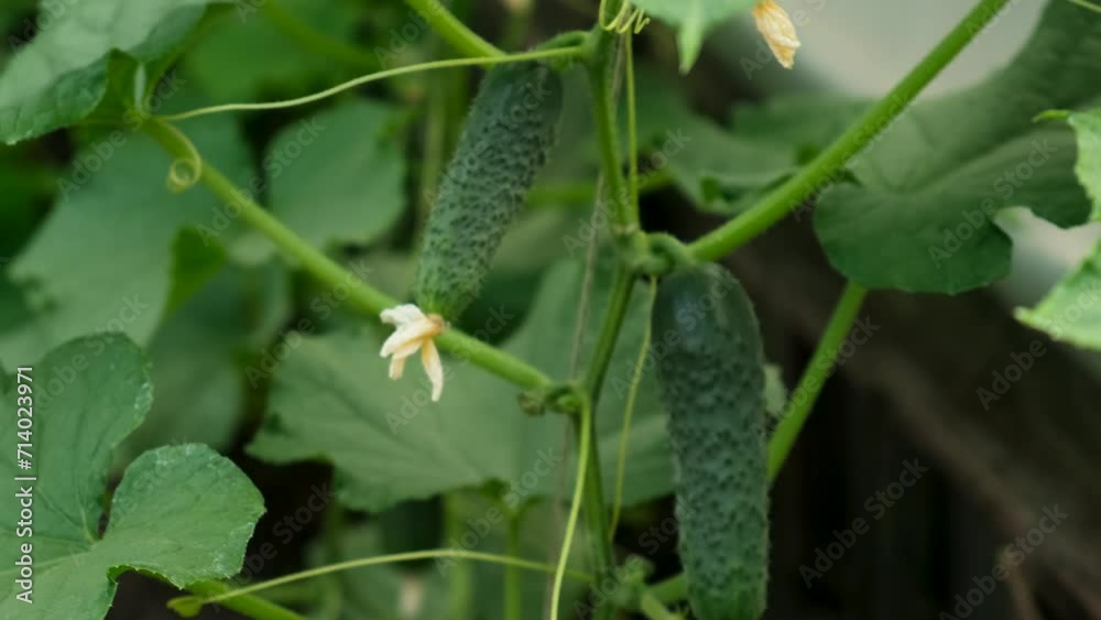 cucumbers growing in a greenhouse. Selective focus. cucumbers growing in a greenhouse. Selective focus.