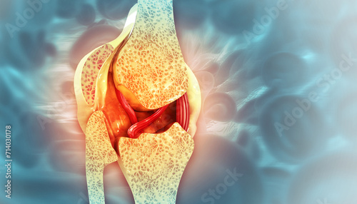 Knee joint with healthy cartilage, cross section. 3d illustration photo