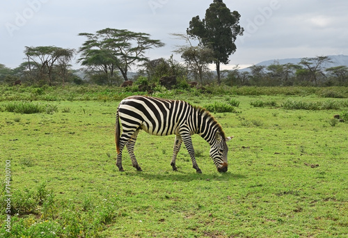 Wild African zebra grazing in a meadow in the natural environment