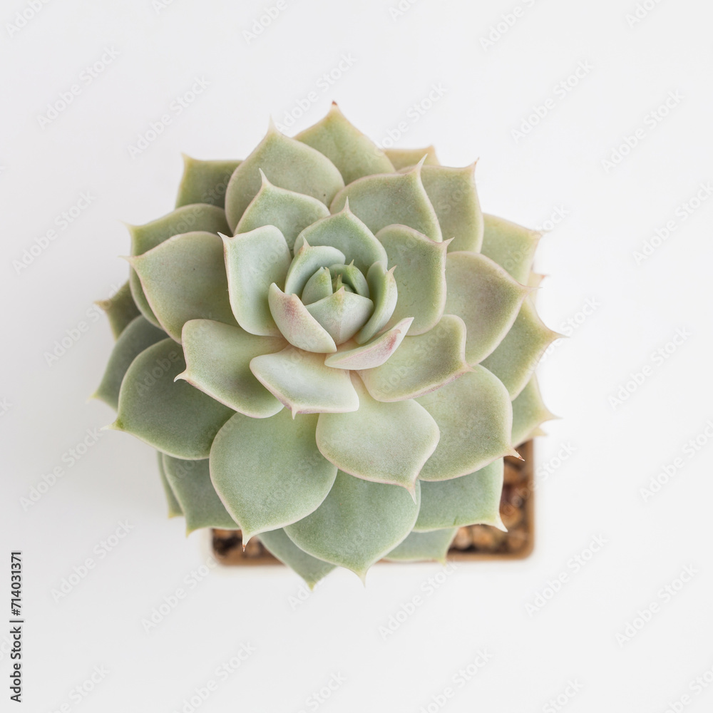 Echeveria Ruzz flower houseplant top view