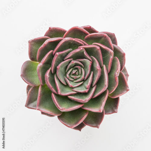 Echeveria Charlotte Champagne succulent houseplant isolated on white background top view