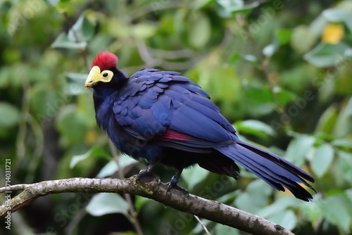 Close up photo of Ross's turaco or Lady Ross's turaco (Musophaga rossae) on green background. Zoo Dvur Kralove.  photo