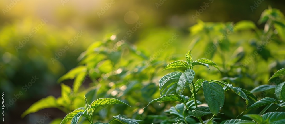 Sesame plant in a farm, displaying lush agricultural abundance and natural beauty. Sesame plant in a farm, displaying lush agricultural abundance and natural beauty.