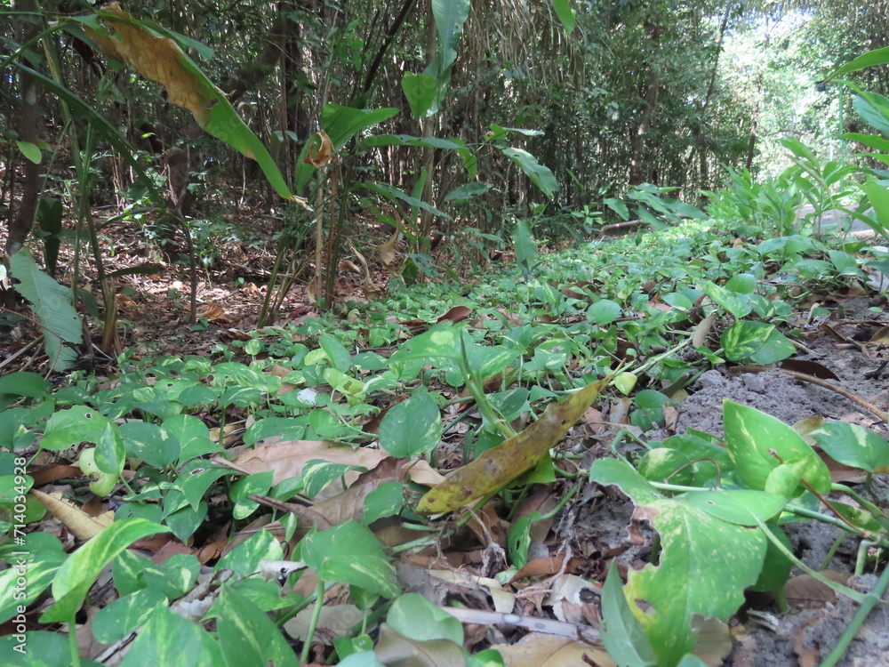 Obraz premium lizard on the tree