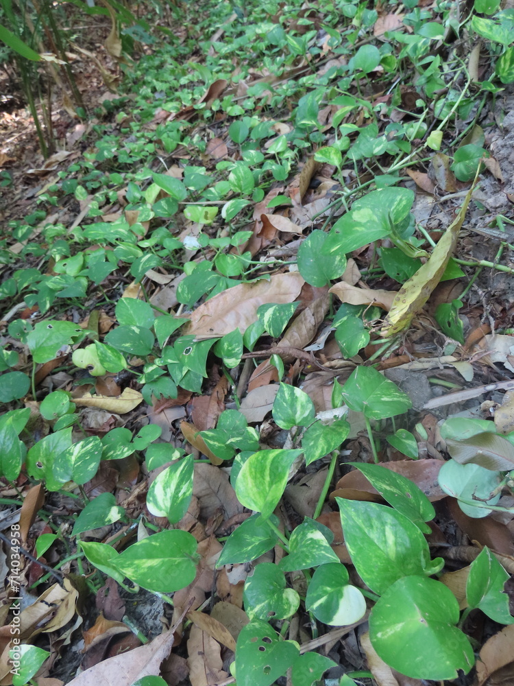 Fototapeta premium leaves in the forest
