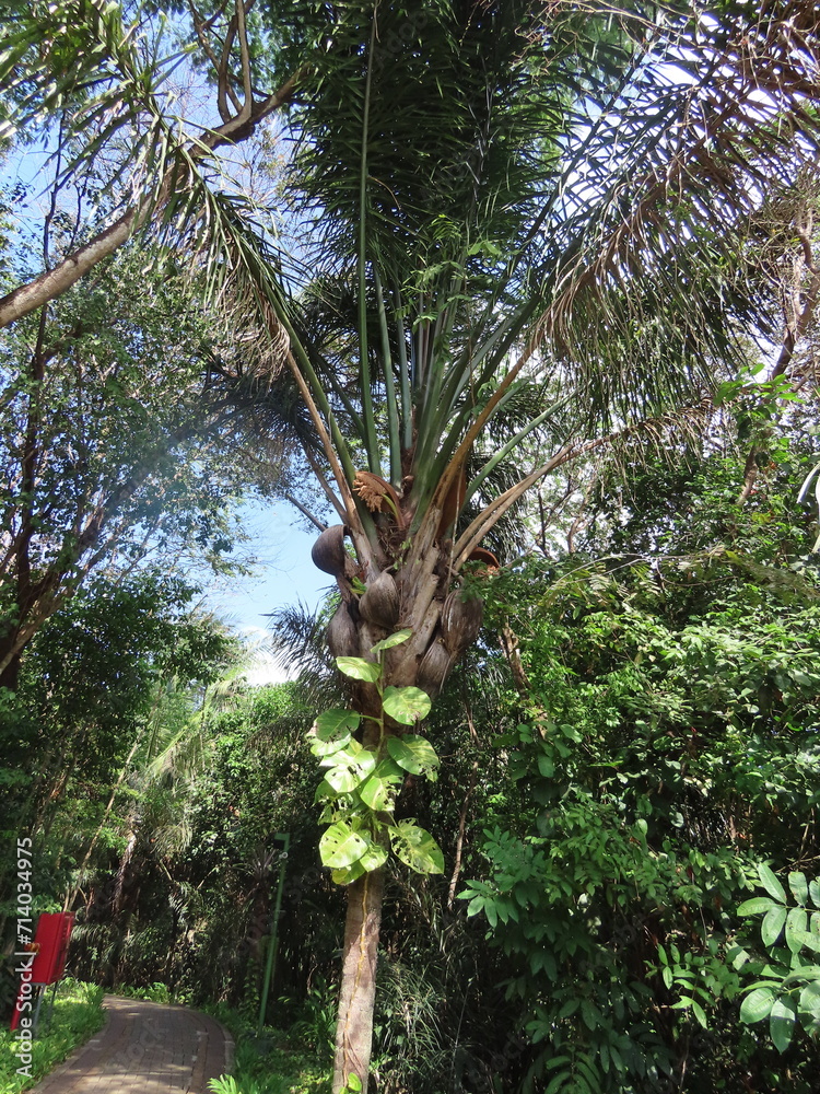Fototapeta premium coconut palm tree