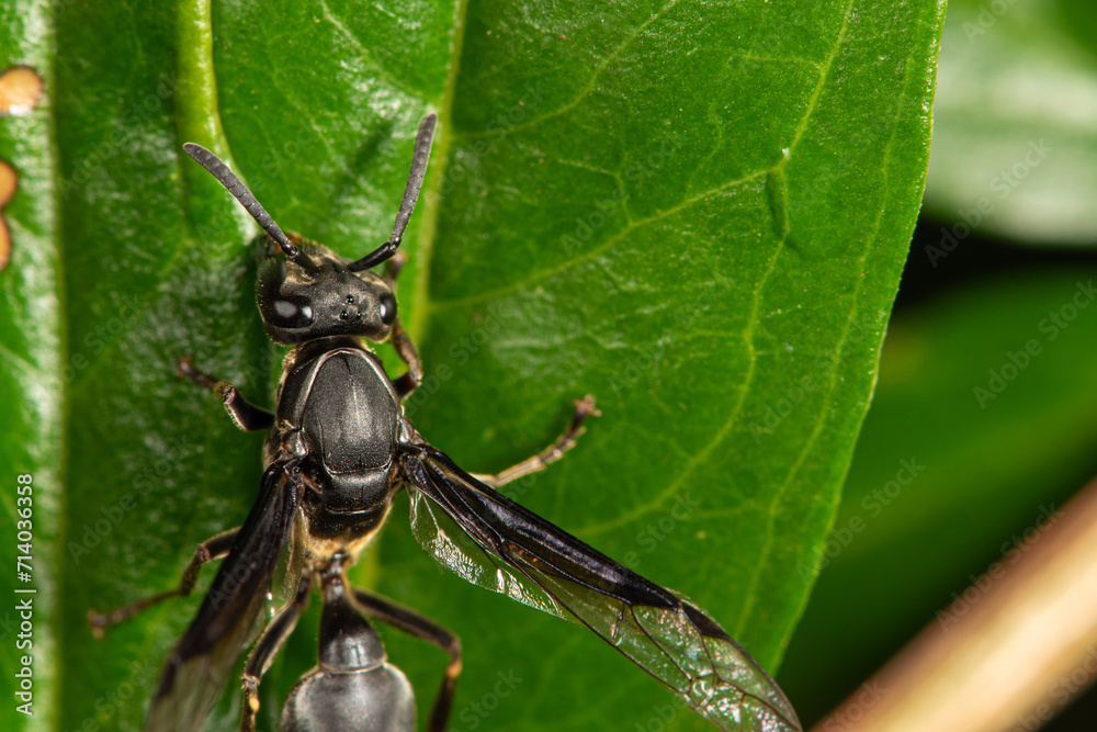 Naklejka premium Insect, beautiful insect seen through a macro lens in a garden, selective focus.