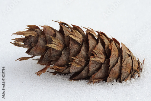close-up of a spruce cone in the snow