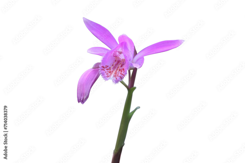 Orchid. Pleione limprichtii. Spring Flower.