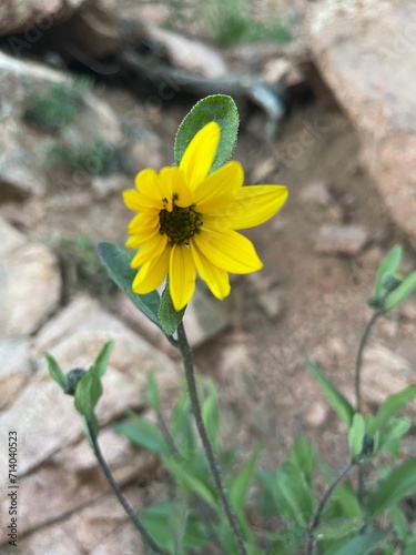 Mountain Wildflower 