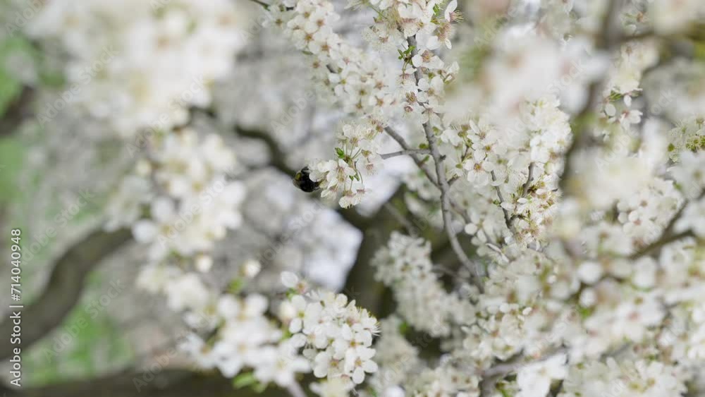 Beautiful spring white fruits flowers in bloom. Cherry branch with blossoms of japanese tree Sakura in garden. Bumblebee collects nectar. Close up. Colors of nature. Beautiful spring white fruits flowers in bloom. Cherry branch with blossoms of japanese tree Sakura in garden. Bumblebee collects nectar. Close up. Colors of nature.