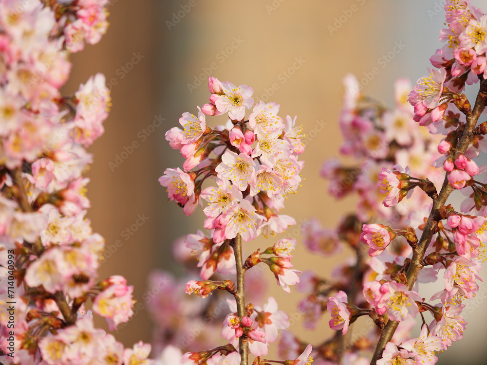Spring flowers series, Beautiful pink flowers of japanese bush cherry (Prunus japonica) with blur background. Spring flowers series, Beautiful pink flowers of japanese bush cherry (Prunus japonica) with blur background.