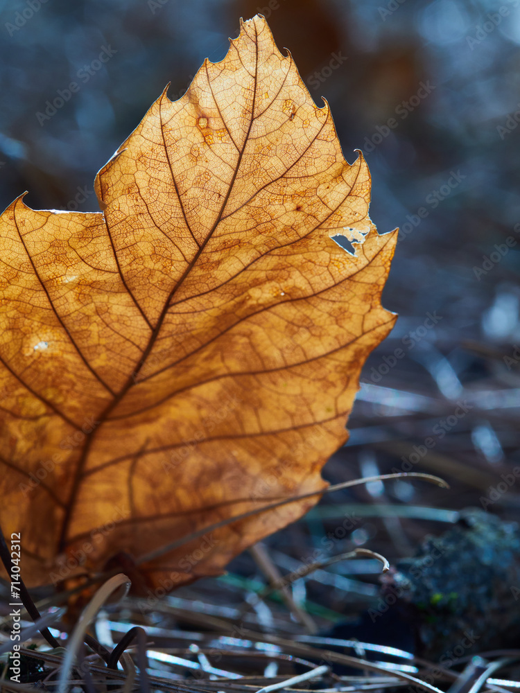 Natural Charm: Exclusive Collection of Wild Flowers with Blurred Backgrounds