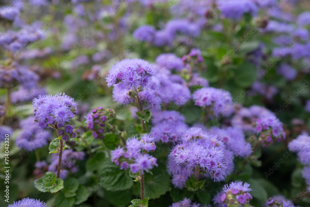 Purple flowers background. Mostly blurred fluffy lilac blossoms of bluemink Purple flowers background. Mostly blurred fluffy lilac blossoms of bluemink