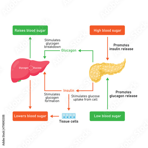 Blood Sugar Regulation Scientific Design. Vector Illustration. photo
