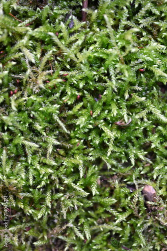 Close up of moss structure