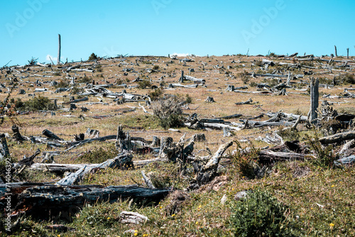Bosque destruido, con todos sus árboles caidos en el suelo, producto de la deforestación photo