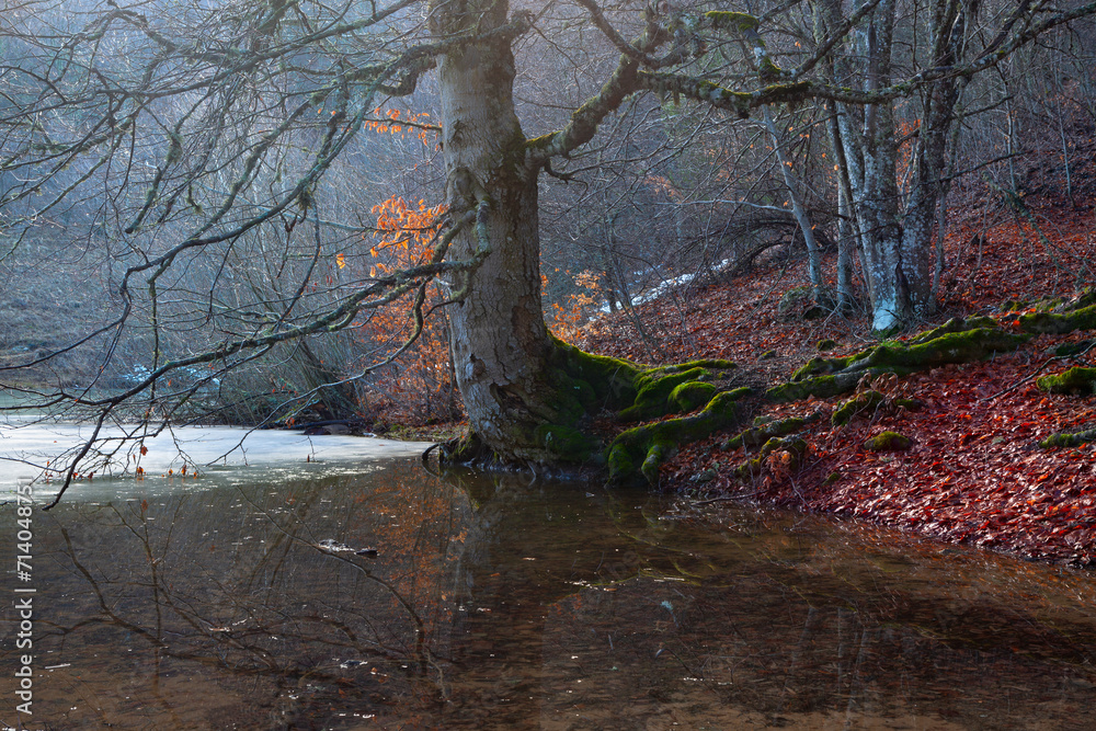 A winter pond, moss covered roots of a beech tree and red fallen leaves in the mountains of Crimea A winter pond, moss covered roots of a beech tree and red fallen leaves in the mountains of Crimea