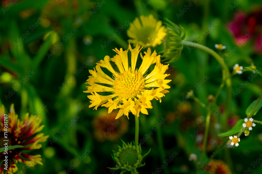 The yellow flower of gaillardia in the summer garden The yellow flower of gaillardia in the summer garden