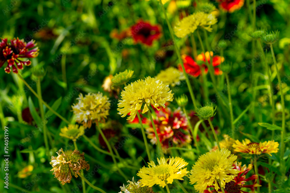 The yellow and red flowers of gaillardia in the summer garden. The yellow and red flowers of gaillardia in the summer garden.