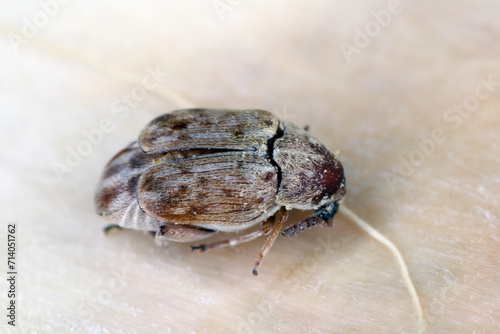 Seed beetle, bean weevil (Bruchinae or formerly Bruchidae) family that develops inside the seed of a plant, a tree in the legume family (Fabaceae). photo