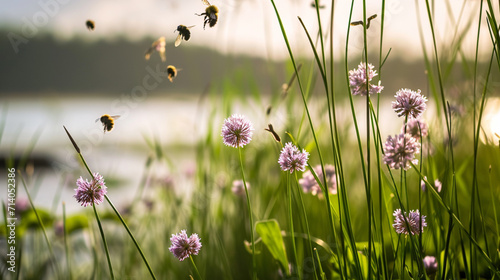 Chives Meadow Blossom On Elbe River. Bumble Bees Flying Around. Spring concept. Copy paste area for texture