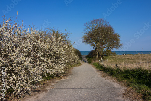 Fototapeta Naklejka Na Ścianę i Meble -  Weg zum Staberhuk Strand mit weiß blühenden Schlehen an der Ostsee im Frühling.