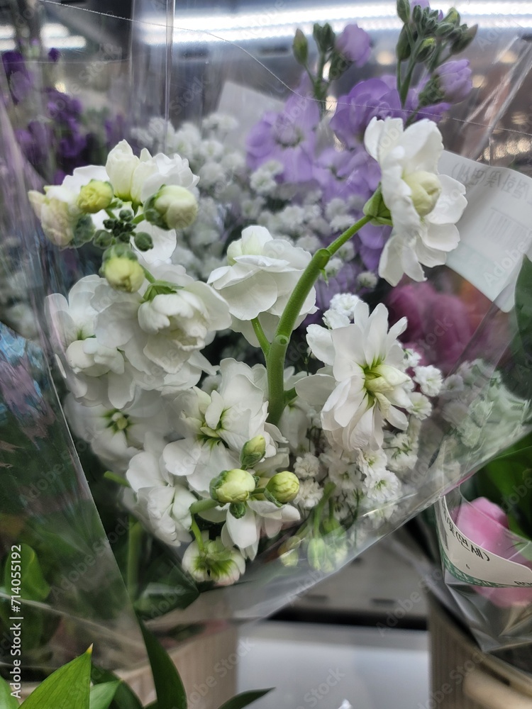 female, flowers, red, rose, plant female, flowers, red, rose, plant